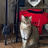 Tina participe au concours pour gagner de l'argent avec cette photo : animal, calm, cat, domestic_animal, ears, feline, floor, furniture, home_decor, indoor, looking, pet, quiet, red_object, resting, sitting, tabby, tail, tile_floor, whiskers