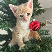 Simba is registered to the contest to win money with this photo: animal, branch, cat, christmas_tree, curious, cute, decor, ears, feline, fur, greenery, holiday, indoor, kitten, ornament, pet, pink_nose, small, whiskers, young