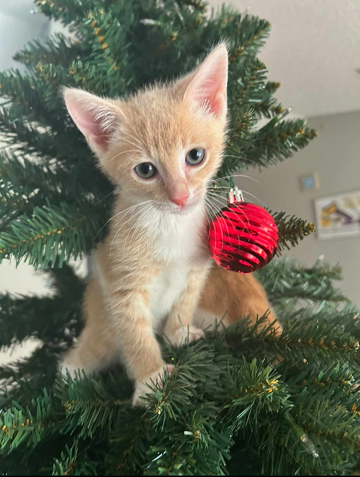 Simba