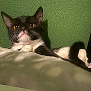 Mr joined the competition — help win amazing prizes! cat, tuxedo_cat, pet, animal, black_and_white, yellow_eyes, whiskers, ears, tail, fur, green_wall, textured_wall, blanket, bed, cozy, indoor, portrait, close_up, shadow, relaxed