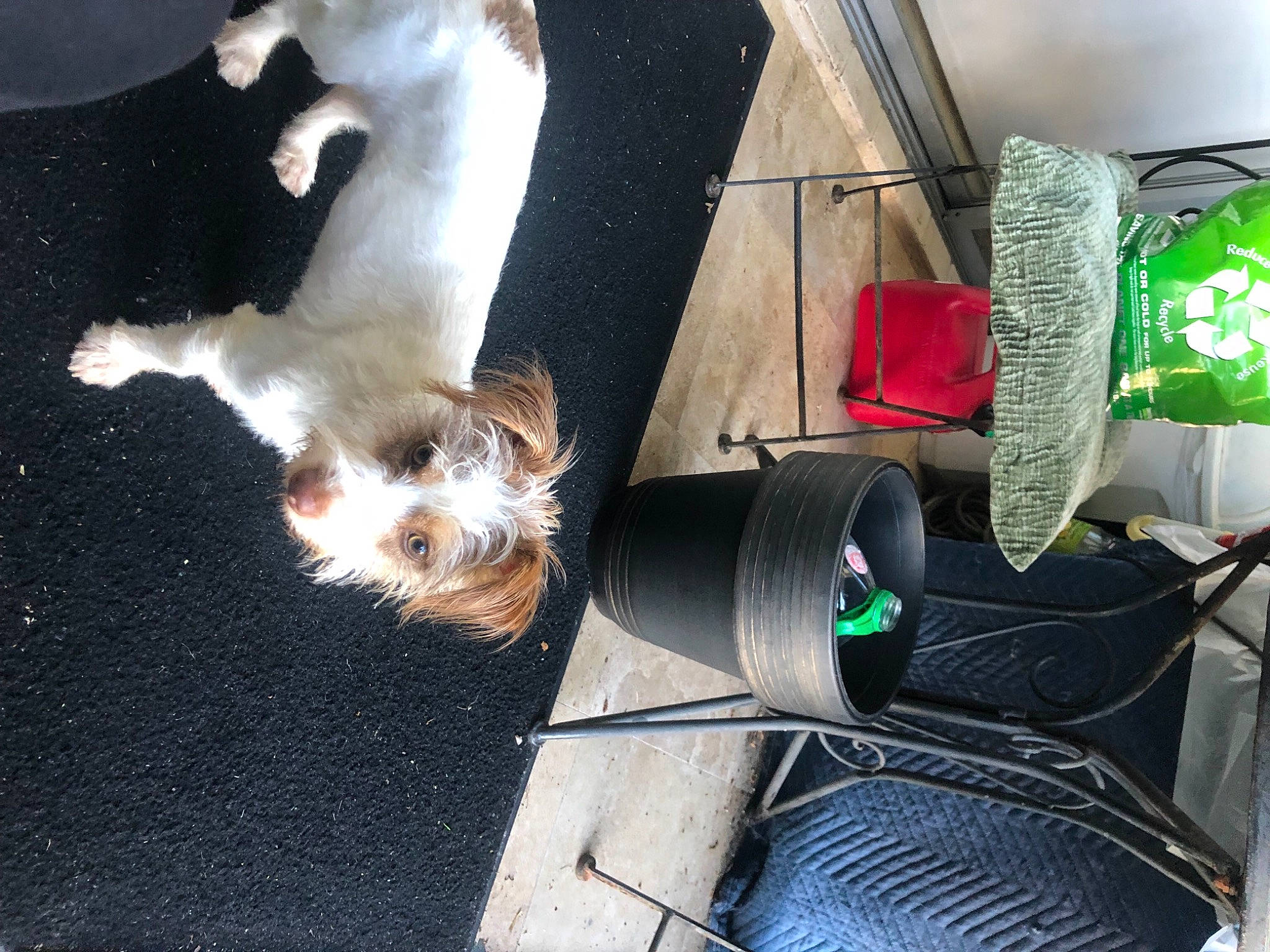 Chloe is registered to the contest to win money with this photo: bag, canidae, carnivore, collar, companion_dog, dog, dog_breed, dog_supply, fawn, felidae, fur, household_supply, luggage_and_bags, mammal, small_terrier, small_to_medium_sized_cats, sporting_group, tail, terrier, toy_dog