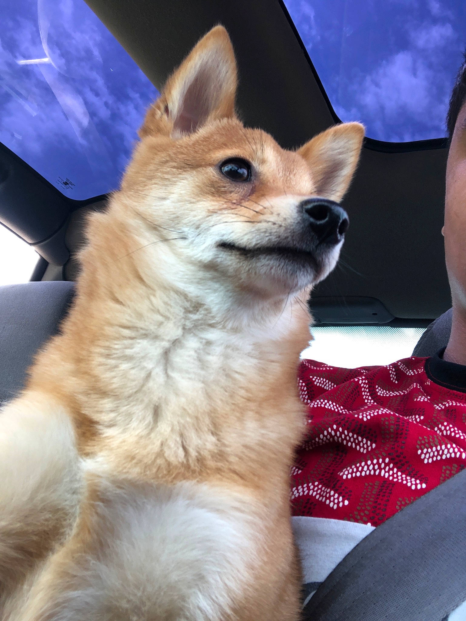 Dakota is registered to the contest to win money with this photo: ancient_dog_breeds, canaan_dog, canidae, carnivore, carolina_dog, companion_dog, dog, dog_breed, fawn, icelandic_sheepdog, korean_jindo_dog, mammal, non_sporting_group, norwegian_buhund, norwegian_lundehund, snout, spitz, vertebrate, whiskers