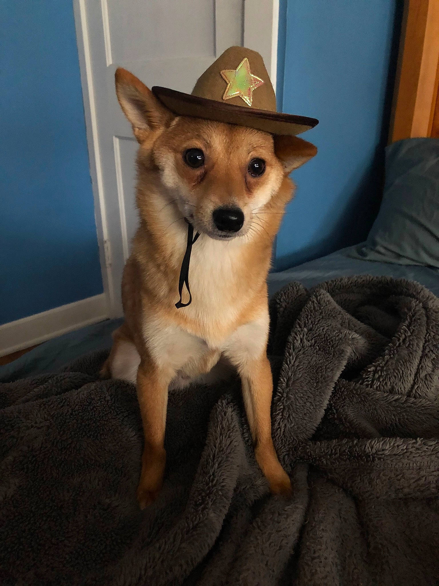 Dakota joined the competition — help win amazing prizes! canidae, carnivore, companion_dog, dog, dog_breed, fawn, mammal, non_sporting_group, puppy, vertebrate