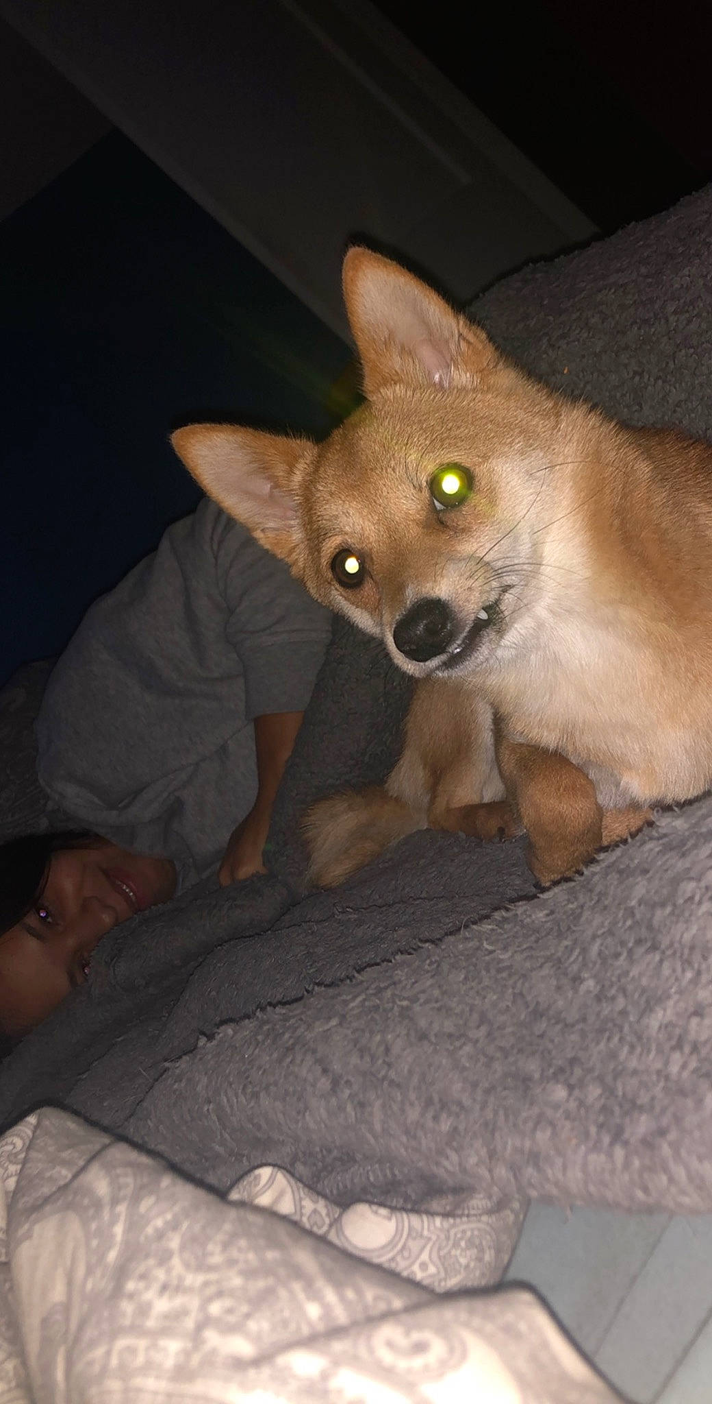 Dakota joined the competition — help win amazing prizes! canidae, carnivore, dog, dog_breed, fawn, mammal, snout, vertebrate