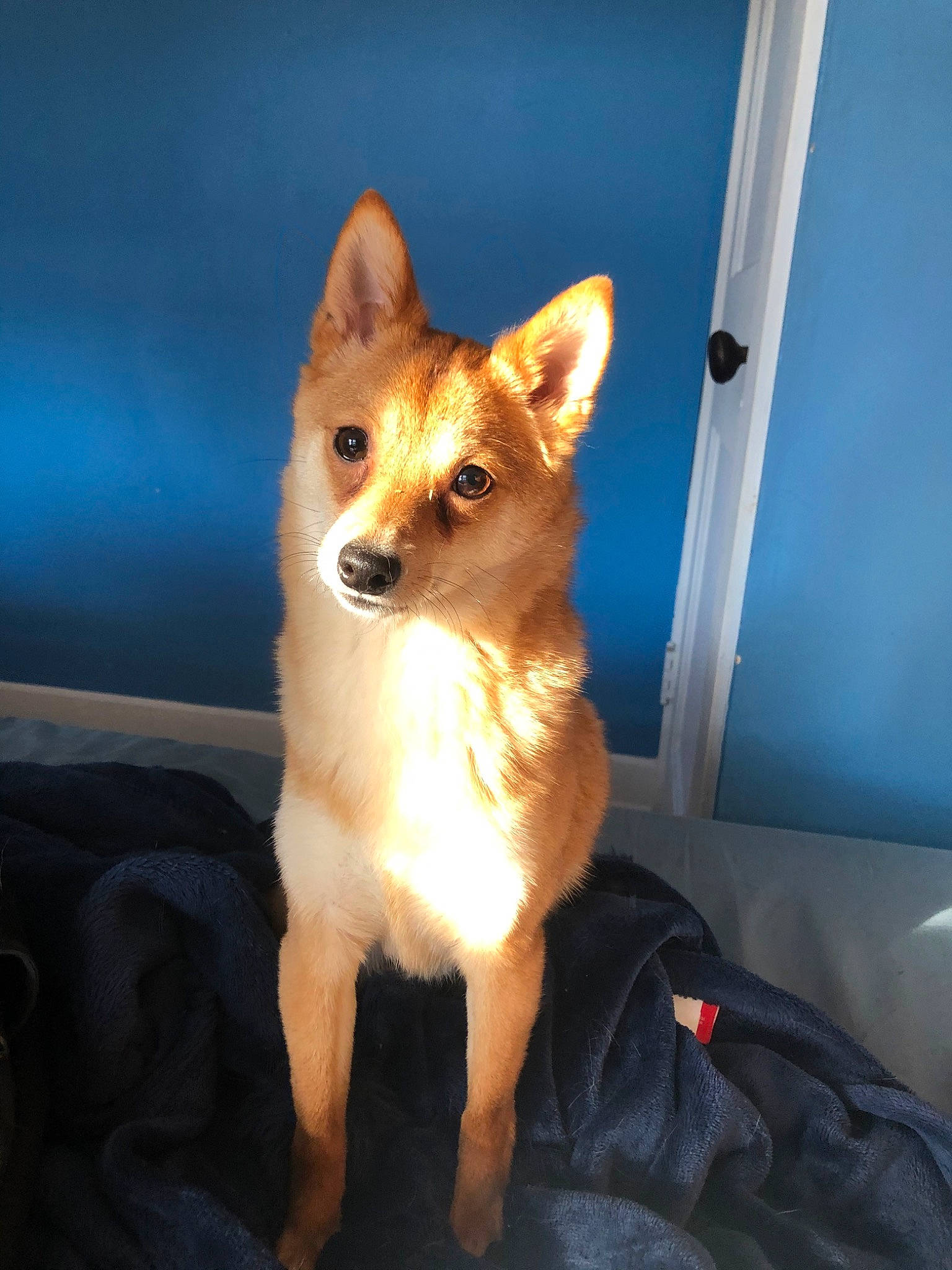 Dakota joined the competition — help win amazing prizes! canaan_dog, canidae, carnivore, dog, dog_breed, fawn, icelandic_sheepdog, mammal, non_sporting_group, norwegian_buhund, sulimov_dog, vertebrate, whiskers