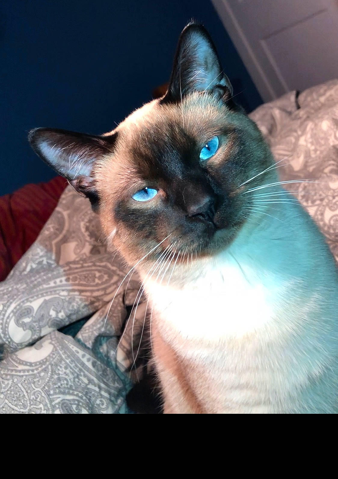 Si is registered to the contest to win money with this photo: asian, balinese, birman, burmese, carnivore, cat, colorpoint_shorthair, eye, felidae, javanese, mammal, ojos_azules, siamese, small_to_medium_sized_cats, snout, snowshoe, thai, tonkinese, vertebrate, whiskers