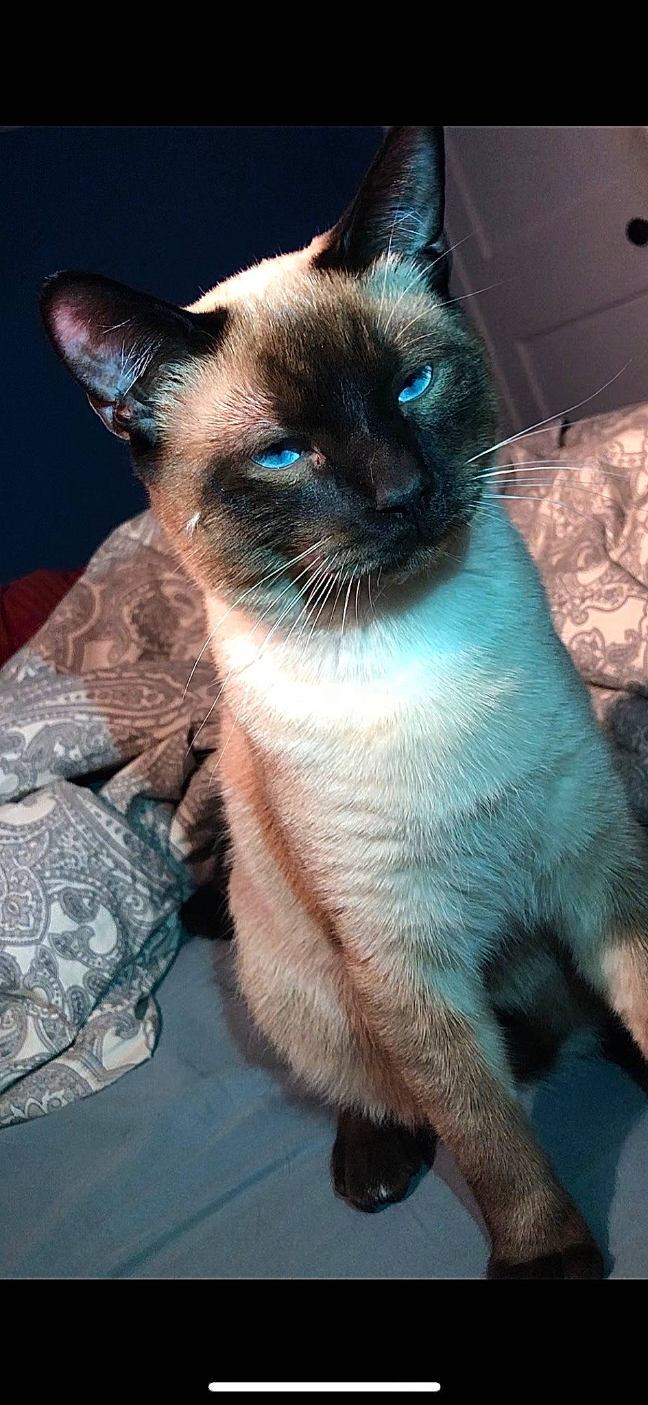 Si is registered to the contest to win money with this photo: asian, balinese, birman, burmese, carnivore, cat, colorpoint_shorthair, felidae, german_rex, himalayan, javanese, mammal, ojos_azules, siamese, small_to_medium_sized_cats, snout, thai, tonkinese, vertebrate, whiskers