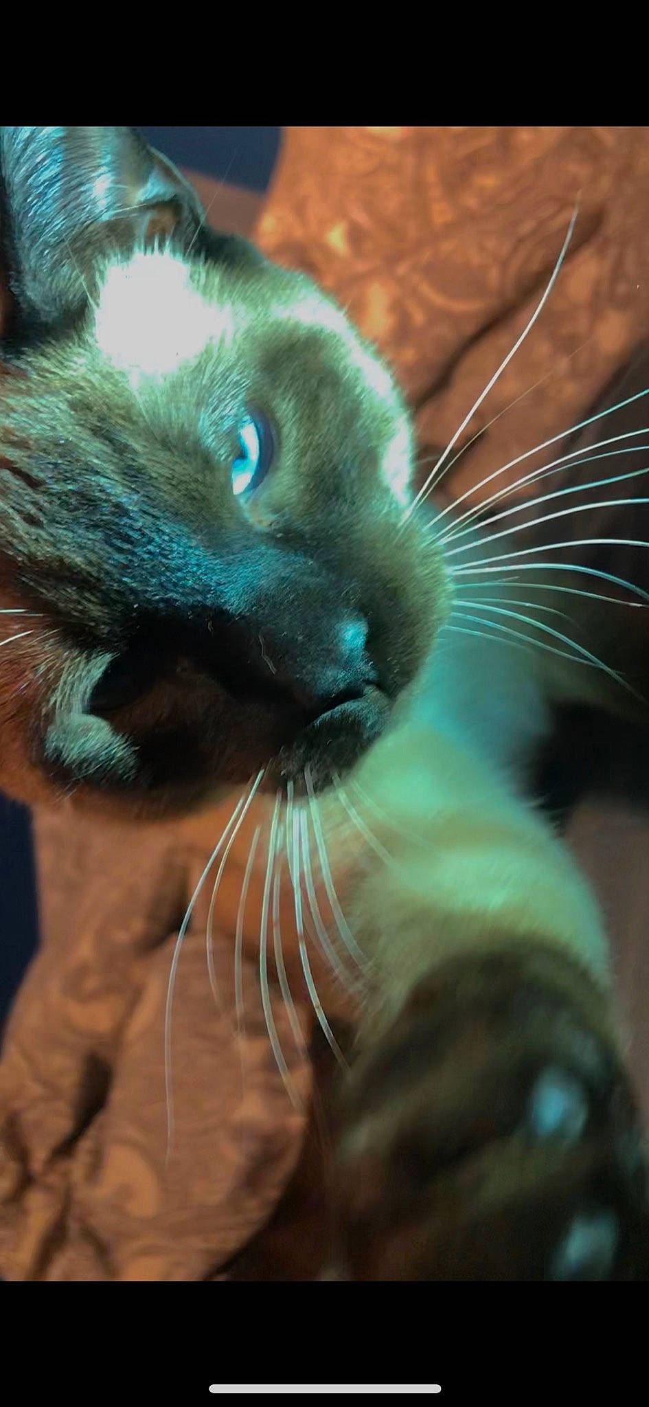 Si is registered to the contest to win money with this photo: burmese, carnivore, cat, close_up, eye, felidae, fur, himalayan, nose, ojos_azules, siamese, small_to_medium_sized_cats, snout, thai, tonkinese, whiskers
