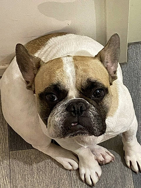 Pepsi a rejoint le concours — aidez-le/la à gagner de superbes lots ! bored, bulldog, carnivore, comfort, companion_dog, dog, dog_breed, ear, fawn, non_sporting_group, snout, terrestrial_animal, toy_dog, whiskers, working_animal, wrinkle