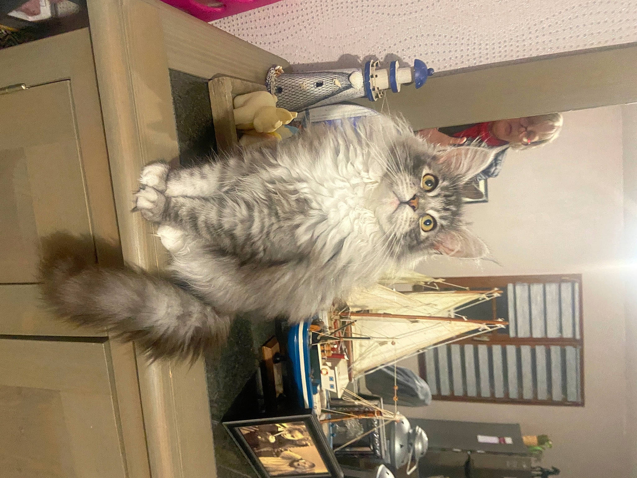 Ursie participe au concours pour gagner de l'argent avec cette photo : art, cat, feather, felidae, fur, machine, room, small_to_medium_sized_cats, tail, whiskers, wood