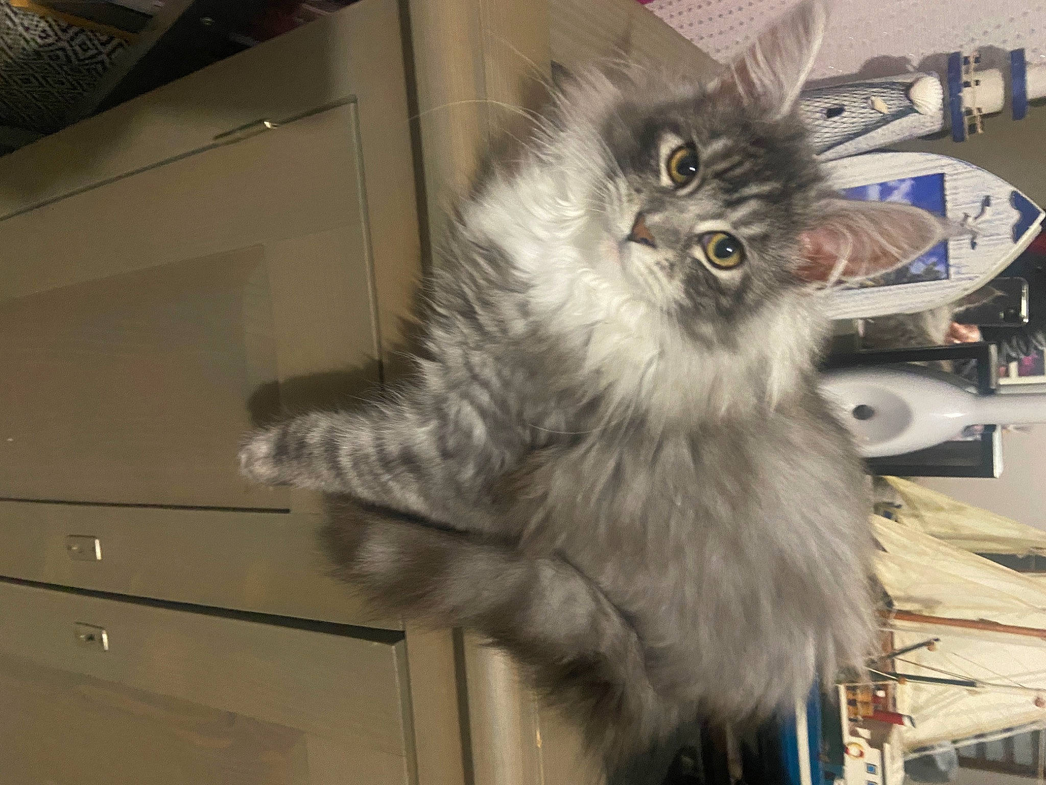 Ursie participe au concours pour gagner de l'argent avec cette photo : automotive_tire, carnivore, cat, felidae, fur, motor_vehicle, paw, persian, service, small_to_medium_sized_cats, snout, tail, terrestrial_animal, tire, whiskers