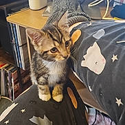 Lenny is registered to the contest to win money with this photo: kitten, cat, tabby, pet, lap, pajamas, patterned_clothing, ghost_pattern, stars, indoor, desk, cables, records, sitting, cute, curious, furniture, cozy, person, animal