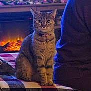 Rizzo is registered to the contest to win money with this photo: cat, tabby_cat, pet, indoor, fireplace, blanket, person, purple_sweater, warm_light, cozy, furniture, home, domestic_animal, sitting, looking_at_camera, collar, bell, striped_fur, relaxed, evening