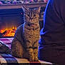 cat, tabby_cat, pet, indoor, fireplace, blanket, person, purple_sweater, warm_light, cozy, furniture, home, domestic_animal, sitting, looking_at_camera, collar, bell, striped_fur, relaxed, evening