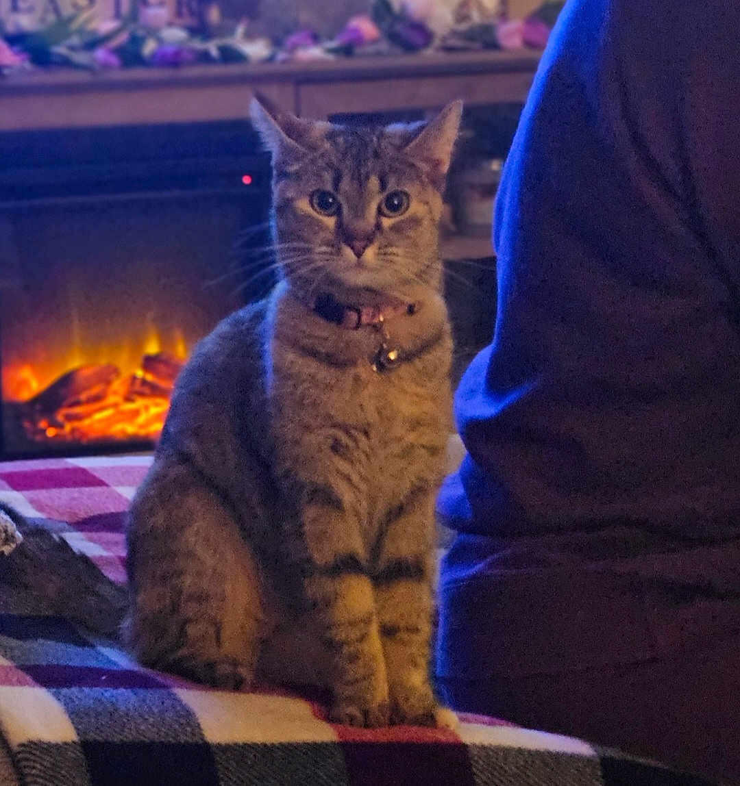 Rizzo is registered to the contest to win money with this photo: cat, tabby_cat, pet, indoor, fireplace, blanket, person, purple_sweater, warm_light, cozy, furniture, home, domestic_animal, sitting, looking_at_camera, collar, bell, striped_fur, relaxed, evening