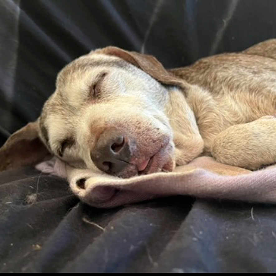 Pooka joined the competition — help win amazing prizes! dog, sleeping, close_up, blanket, fur, relaxed, tongue_out, indoors, pet, resting, cozy, animal, canine, cute, nap, face, ears, soft, comfort, quiet