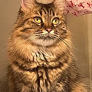 Pepper is registered to the contest to win money with this photo: cat, tabby, fluffy, yellow_eyes, portrait, indoor, pet, feline, fur, whiskers, closeup, animal, cute, mammal, domestic_cat, looking_up, pink_fabric, pattern, soft_light, cozy