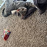 Autumn joined the competition — help win amazing prizes! cat, gray_cat, feline, pet, animal, carpet, indoors, home, clothing, pants, cargo_pants, laundry, lying_down, playful, curious, portrait, upside_down, snack_wrapper, natural_light, floor