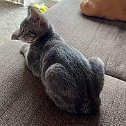 Autumn is registered to the contest to win money with this photo: cat, kitten, gray_cat, pet, animal, couch, sofa, indoor, living_room, window, daylight, cushion, toy, slipper, fur, sitting, lounging, profile, domestic_cat, portrait