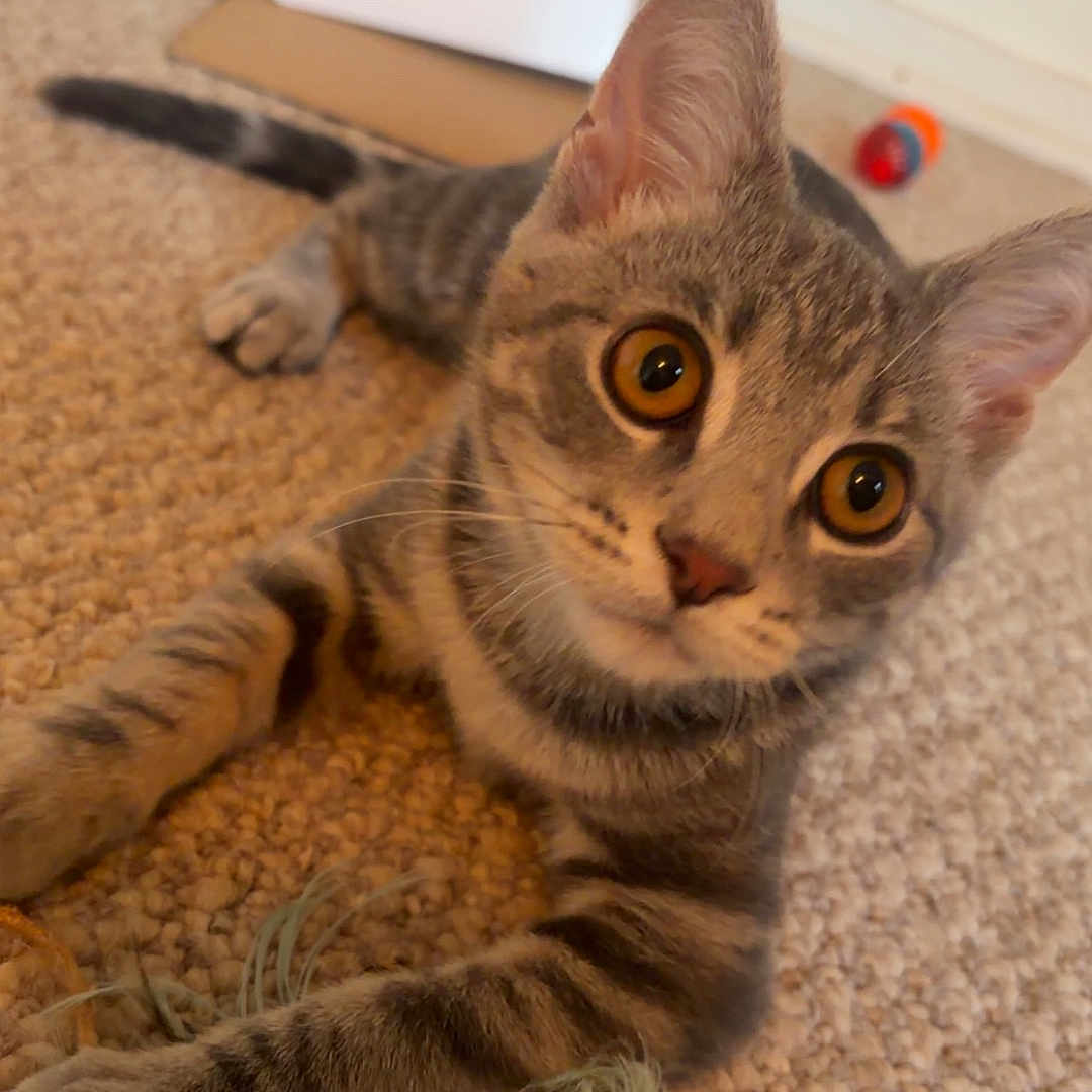 Autumn is registered to the contest to win money with this photo: cat, kitten, tabby, animal, pet, feline, whiskers, ears, eyes, striped_fur, lying_down, carpet, indoor, home, cardboard_box, cat_toy, feathers, playful, close_up, portrait