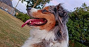 Yupendy participe au concours pour gagner de l'argent avec cette photo : dog, australian_shepherd, pet, animal, fluffy, tri_color, blue_merle, tongue, open_mouth, smiling, outdoor, garden, lawn, trees, house, portrait, close_up, daylight, happy, fur