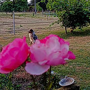 Yupendy participe au concours pour gagner de l'argent avec cette photo : dog, garden, flowers, pink_flowers, outdoors, nature, backyard, field, grass, trees, shrubs, plants, flower_bed, fence, irrigation, bird_bath, stump, rural, landscape, portrait