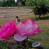 dog, garden, flowers, pink_flowers, outdoors, nature, backyard, field, grass, trees, shrubs, plants, flower_bed, fence, irrigation, bird_bath, stump, rural, landscape, portrait