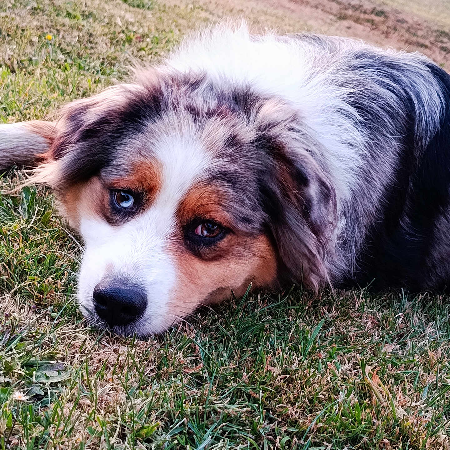 Yupendy participe au concours pour gagner de l'argent avec cette photo : dog, puppy, tricolor, fluffy, long_hair, lying_down, grass, outdoor, park, pet, animal, canine, portrait, close_up, brown_fur, white_fur, black_fur, blue_eye, floppy_ears, cute