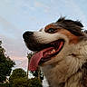 Yupendy participe au concours pour gagner de l'argent avec cette photo : dog, large_dog, portrait, close_up, happy, panting, tongue, open_mouth, teeth, fluffy, long_hair, tricolor, brown_fur, white_fur, black_fur, outdoor, sky, trees, garden, evening