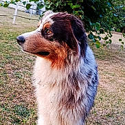 Bella participe au concours pour gagner de l'argent avec cette photo : alert, animal, australian_shepherd, canine, daylight, dog, domestic_animal, fur, fur_texture, grass, greenery, leaves, mammal, nature, outdoor, pet, portrait, side_view, tree, watchful