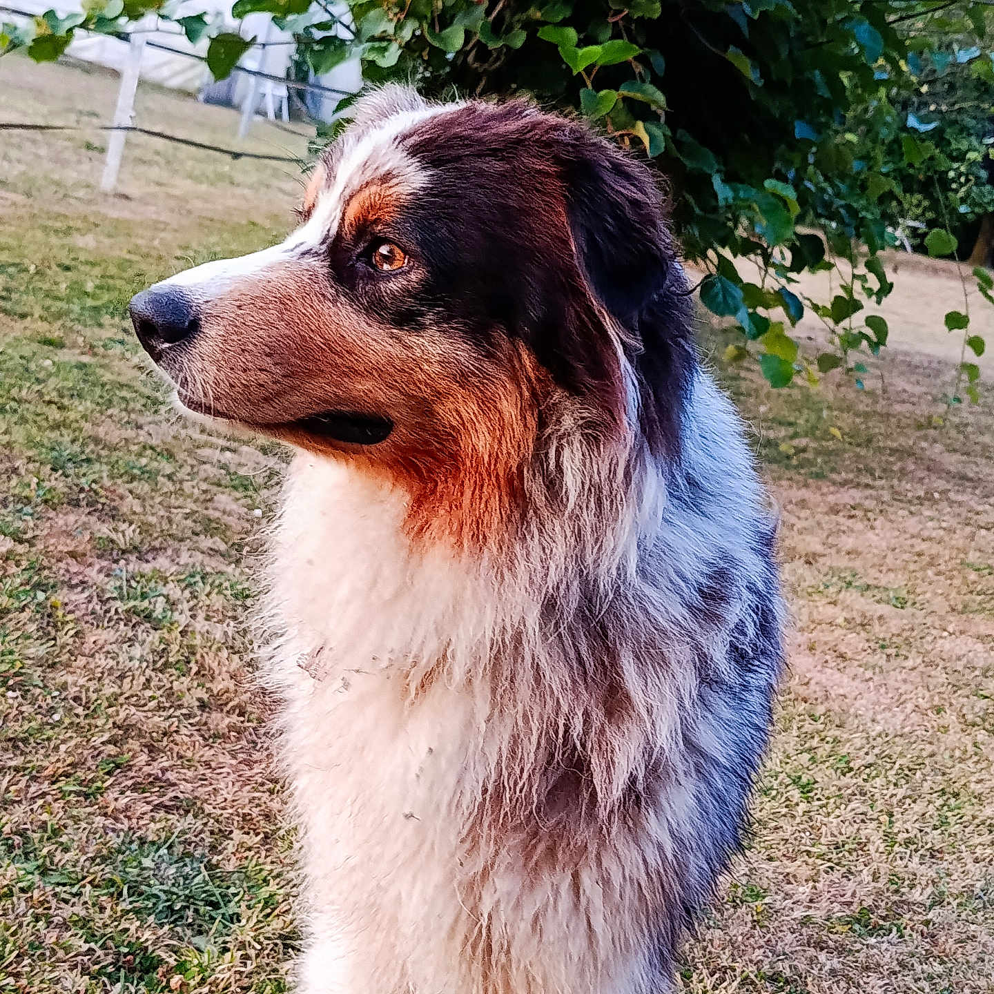 Bella