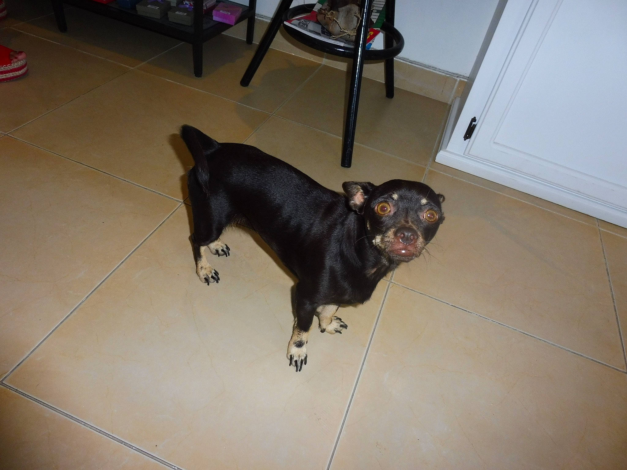 Ficelle participe au concours pour gagner de l'argent avec cette photo : canidae, carnivore, companion_dog, dog, dog_breed, fawn, floor, mammal, snout, sporting_group, tail, vertebrate