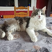 Croquette a rejoint le concours — aidez-le/la à gagner de superbes lots ! cat, fluffy_cat, long_hair, white_fur, gray_fur, green_eyes, pet, animal, indoors, dining_table, tablecloth, wooden_chair, window, radiator, home, portrait, lounging, sitting, cute, whiskers