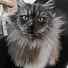 Barbouille a rejoint le concours — aidez-le/la à gagner de superbes lots ! cat, fluffy, gray_cat, long_hair, golden_eyes, portrait, close_up, whiskers, ears, ear_tufts, furry, pet, animal, sitting, indoor, black_chair, home, dramatic_stare, luxurious_fur, photography