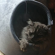 Barbouille participe au concours pour gagner de l'argent avec cette photo : cat, kitten, fluffy, long_hair, sleeping, sleepy, curled_up, pet_bed, cozy, indoor, home, wooden_floor, soft_light, window, gray, brown, fur, paw, resting, cute