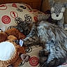 cat, sleeping_cat, fluffy, long_hair, gray_cat, pet, stuffed_animal, teddy_bear, plush_toy, bed, bedding, cozy, indoor, bedroom, nap, resting, cuddling, animal, soft_fur, playful