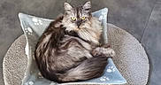 Barbouille participe au concours pour gagner de l'argent avec cette photo : cat, fluffy_cat, gray_cat, long_hair, pet, animal, golden_eyes, whiskers, ears, tail, sitting, pet_bed, cushion, pillow, paw_prints, indoor, home, portrait, furniture, relaxed