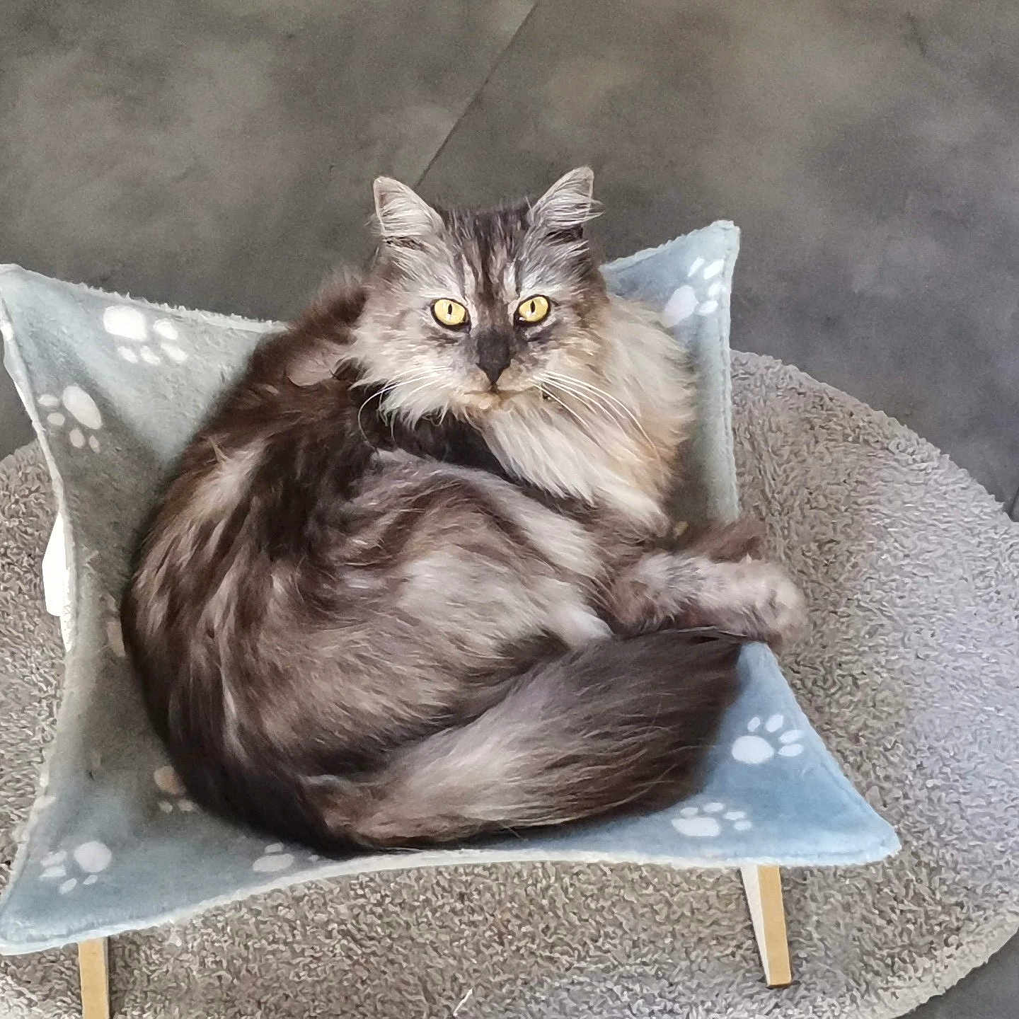 Barbouille participe au concours pour gagner de l'argent avec cette photo : cat, fluffy_cat, gray_cat, long_hair, pet, animal, golden_eyes, whiskers, ears, tail, sitting, pet_bed, cushion, pillow, paw_prints, indoor, home, portrait, furniture, relaxed
