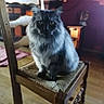 Barbouille a rejoint le concours — aidez-le/la à gagner de superbes lots ! cat, long_hair, fluffy, gray_fur, blue_gray, green_eyes, sitting, chair, wooden_furniture, woven_seat, indoor, home, living_room, portrait, pet, animal, whiskers, pointed_ears, floor, photography