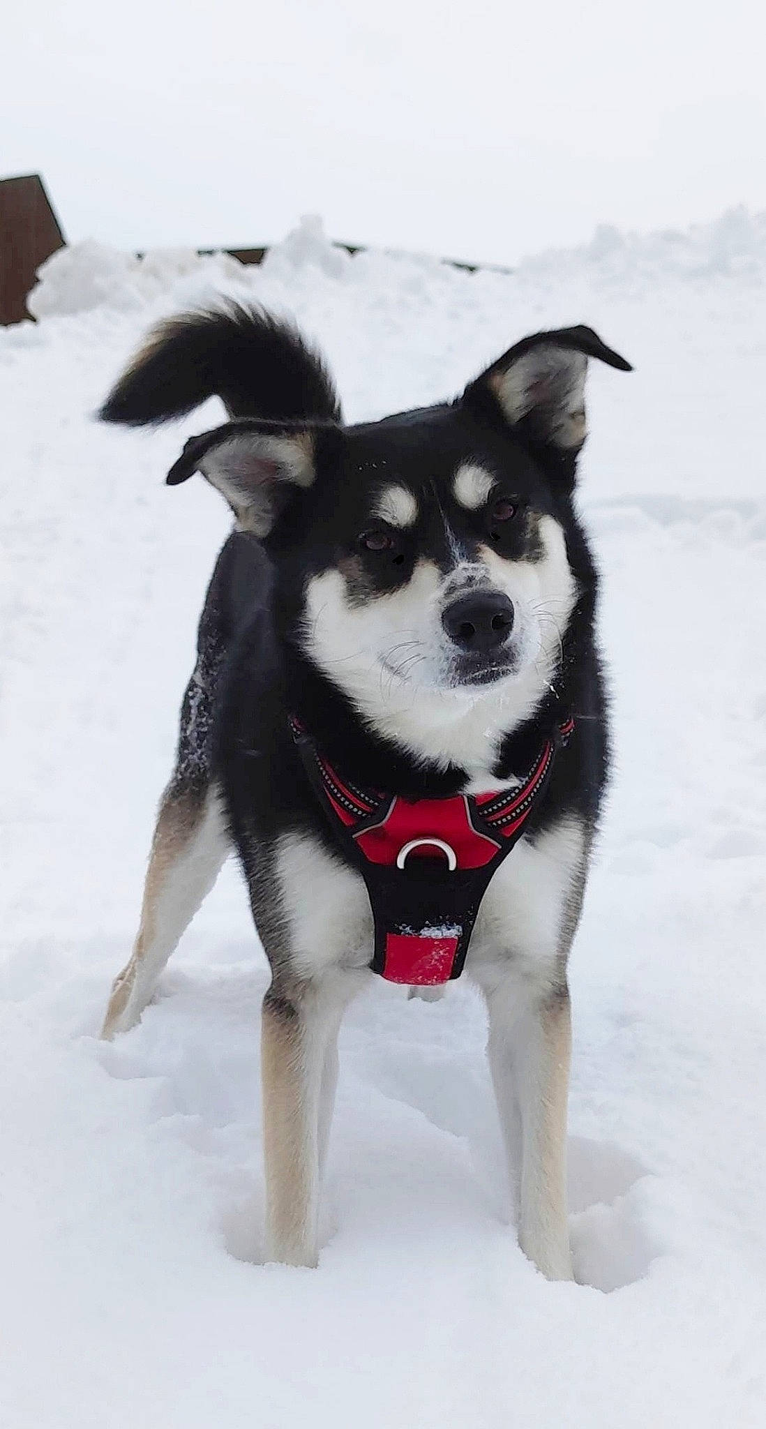 Neska participe au concours pour gagner de l'argent avec cette photo : canidae, carnivore, collar, companion_dog, dog, dog_breed, dog_clothes, dog_collar, dog_supply, freezing, fur, geological_phenomenon, ice, pet_supply, precipitation, snout, snow, sporting_group, winter, working_animal