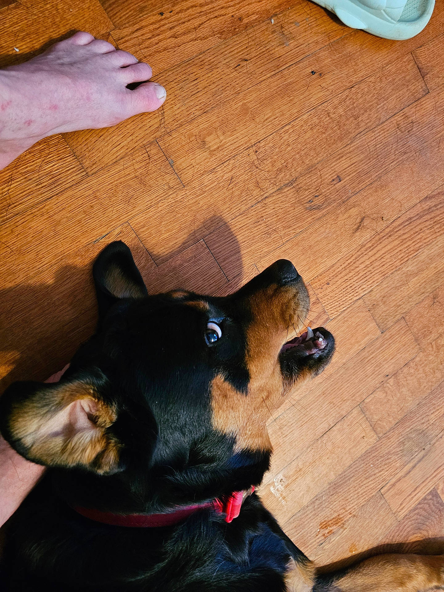 Jasmine is registered to the contest to win money with this photo: animal, barefoot, black_and_tan, close_up, collar, curious, dog, ear, floor, foot, home, human, indoor, looking_up, mouth, pet, playful, teeth, tongue, wooden_floor