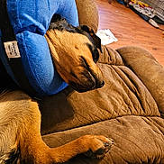 Jasmine is registered to the contest to win money with this photo: animal, brown_recliner, canine, collar, comfort, cozy, cute, dog, domestic, furniture, home, indoor, inflatable_collar, living_room, paw, pet, relaxed, resting, sleepy, wood_floor