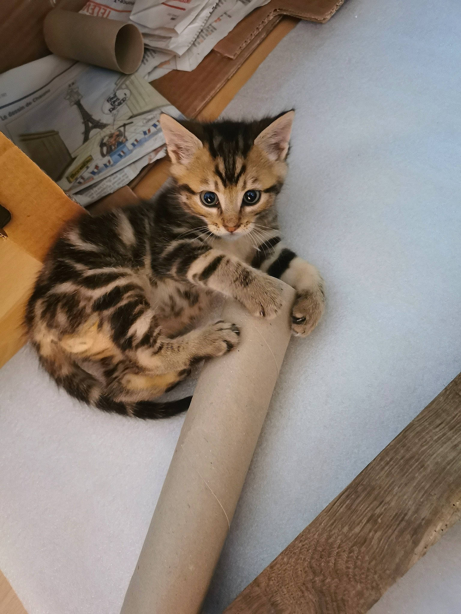 Enki participe au concours pour gagner de l'argent avec cette photo : box, carnivore, carton, cat, cat_bed, comfort, domestic_short_haired_cat, fawn, felidae, fur, hardwood, human_leg, military_camouflage, shipping_box, small_to_medium_sized_cats, tail, terrestrial_animal, thigh, whiskers, wood