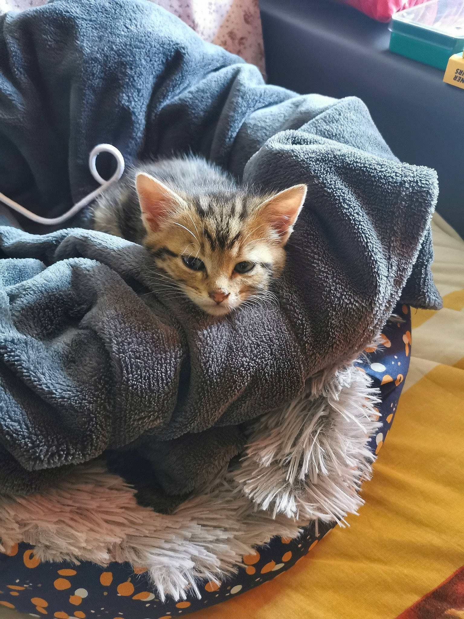 Enki participe au concours pour gagner de l'argent avec cette photo : carnivore, cat, cat_supply, claw, comfort, domestic_short_haired_cat, fawn, felidae, fur, grey, human_leg, linens, military_camouflage, pattern, paw, sleeve, small_to_medium_sized_cats, tail, textile, whiskers