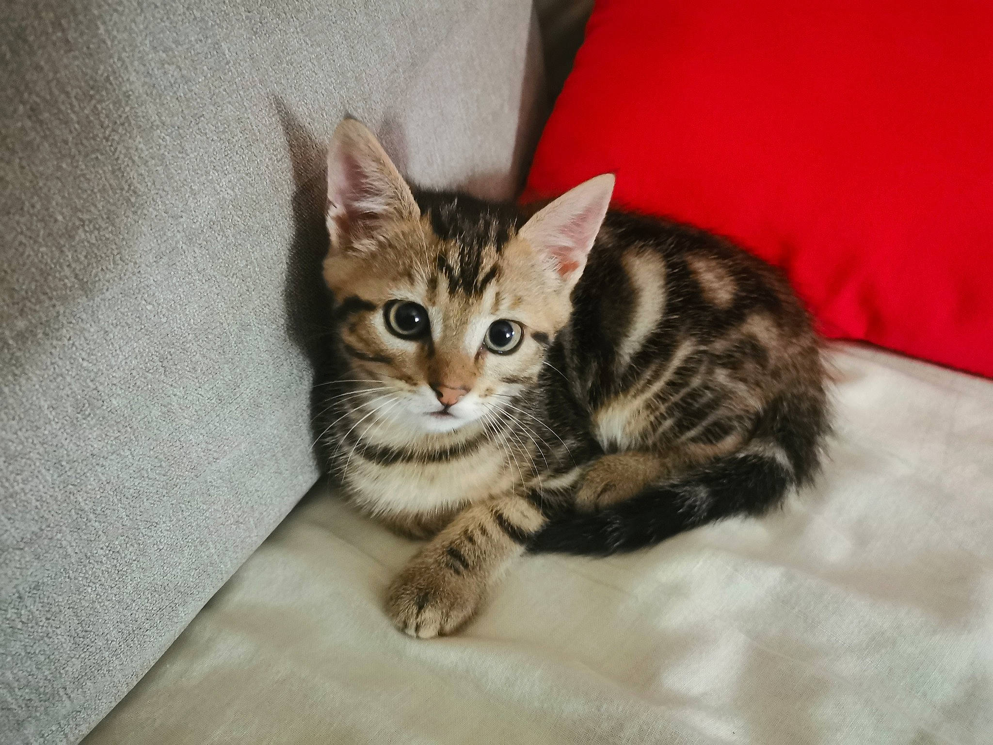 Enki participe au concours pour gagner de l'argent avec cette photo : carnivore, cat, cat_supply, claw, comfort, domestic_short_haired_cat, felidae, fur, paw, small_to_medium_sized_cats, snout, tail, terrestrial_animal, whiskers