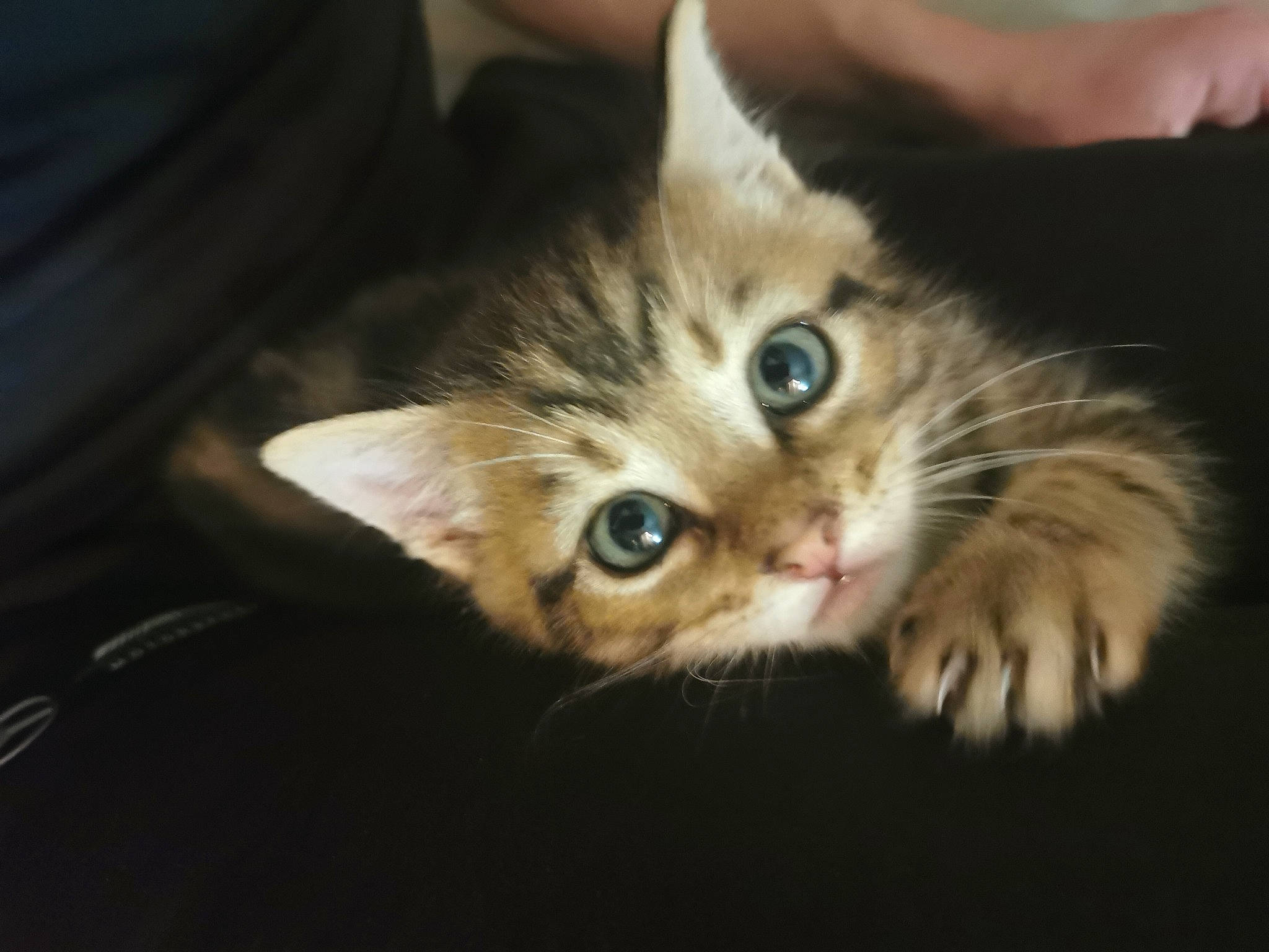 Enki a rejoint le concours — aidez-le/la à gagner de superbes lots ! carnivore, cat, claw, comfort, darkness, domestic_short_haired_cat, ear, fawn, felidae, fur, paw, photo_caption, plant, small_to_medium_sized_cats, whiskers, wood