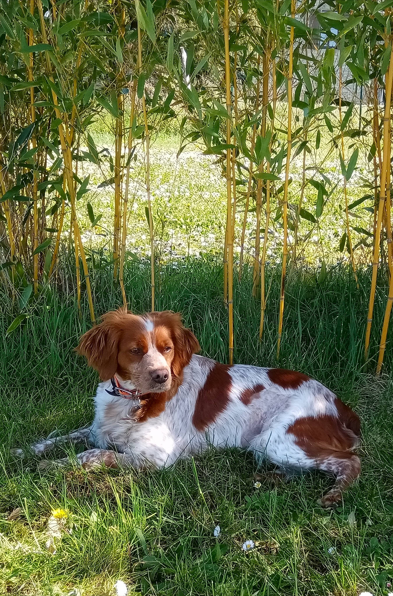 Native De L'Aurore De La Riviere