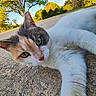 Ginger joined the competition — help win amazing prizes! cat, calico_cat, outdoor, green_eyes, concrete, tree, nature, sunlight, close_up, pet, fur, whiskers, relaxed, daylight, sky, sidewalk, animal, curious, portrait, summer