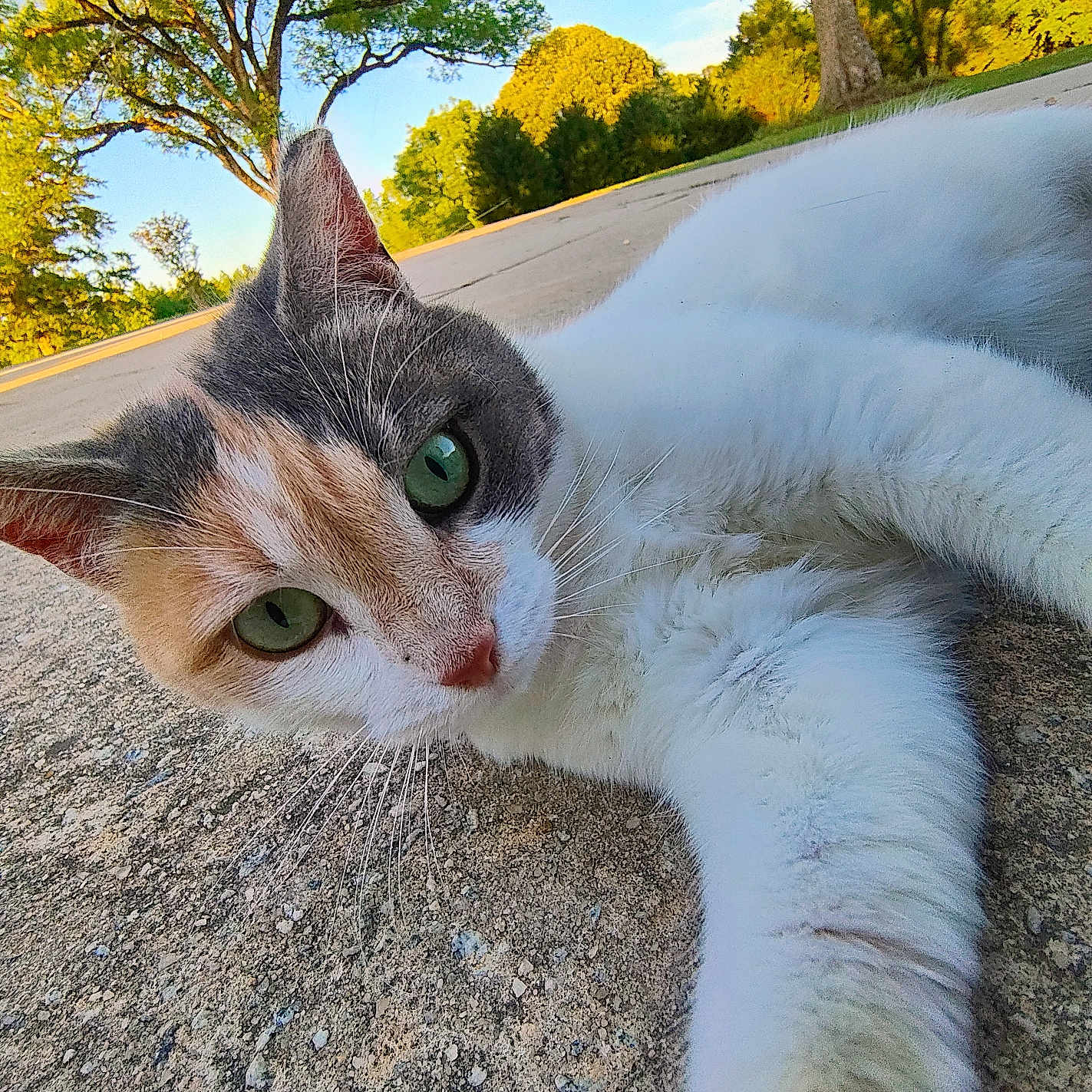 Ginger joined the competition — help win amazing prizes! cat, calico_cat, outdoor, green_eyes, concrete, tree, nature, sunlight, close_up, pet, fur, whiskers, relaxed, daylight, sky, sidewalk, animal, curious, portrait, summer