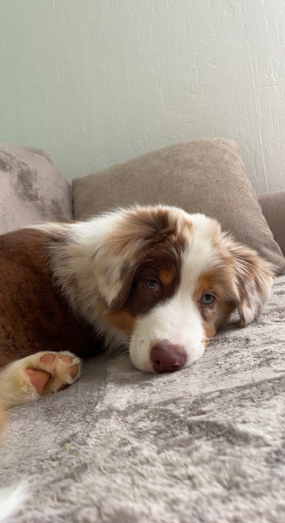 Tyana participe au concours pour gagner de l'argent avec cette photo : bored, brittany, carnivore, comfort, companion_dog, dog, dog_breed, fur, gun_dog, irish_red_and_white_setter, liver, snout, spaniel, sporting_group, terrestrial_animal, welsh_springer_spaniel, whiskers, working_animal